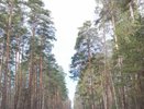 Под Челнами высадят 260 га леса взамен деревьев, вырубленных под М7