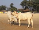 Из Казани могут запустить прямые рейсы в Индию 