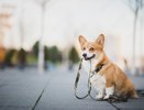 Казанские ученые создали инновационные капли для лечения глазных заболеваний у животных