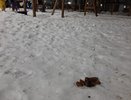  «Когда перестанете собак на детских площадках выгуливать, что это за безобразие?»