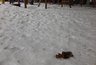 Миниатюра новости:  «Когда перестанете собак на детских площадках выгуливать, что это за безобразие?»