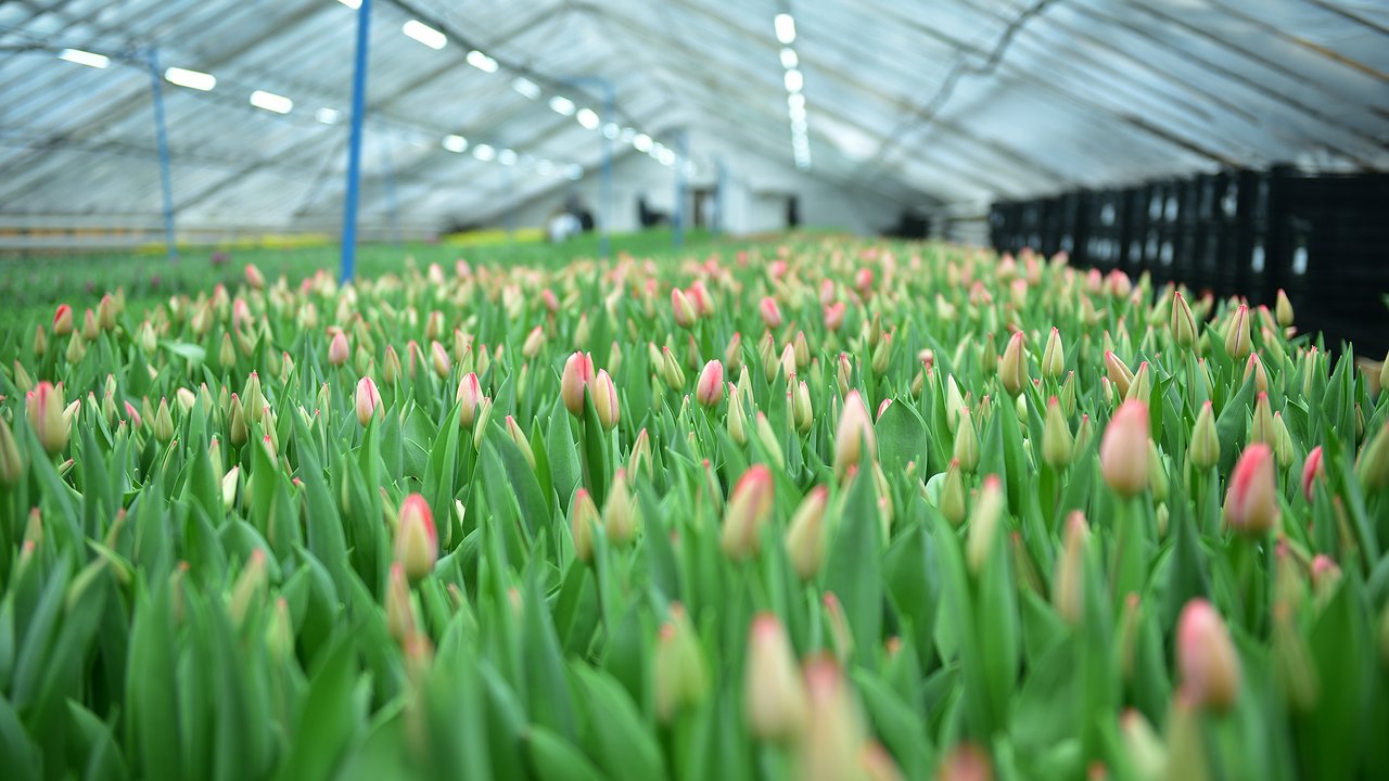 Главная картинка новости: К 8 Марта «Горзеленхоз» вырастил 120 тыс. тюльпанов более 20 разных сортов