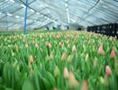 К 8 Марта «Горзеленхоз» вырастил 120 тыс. тюльпанов более 20 разных сортов