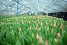 Миниатюра новости: К 8 Марта «Горзеленхоз» вырастил 120 тыс. тюльпанов более 20 разных сортов