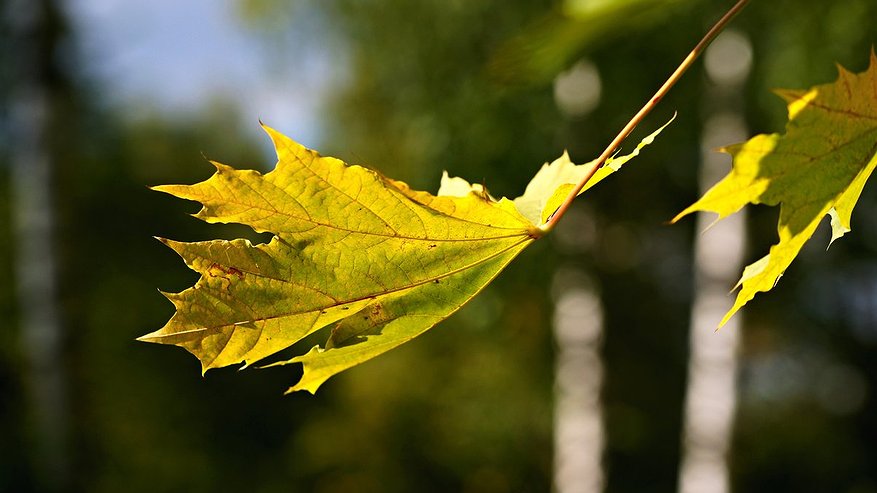 Главная картинка новости:  Идем на минус ночью: прогноз погоды на ближайшие дни