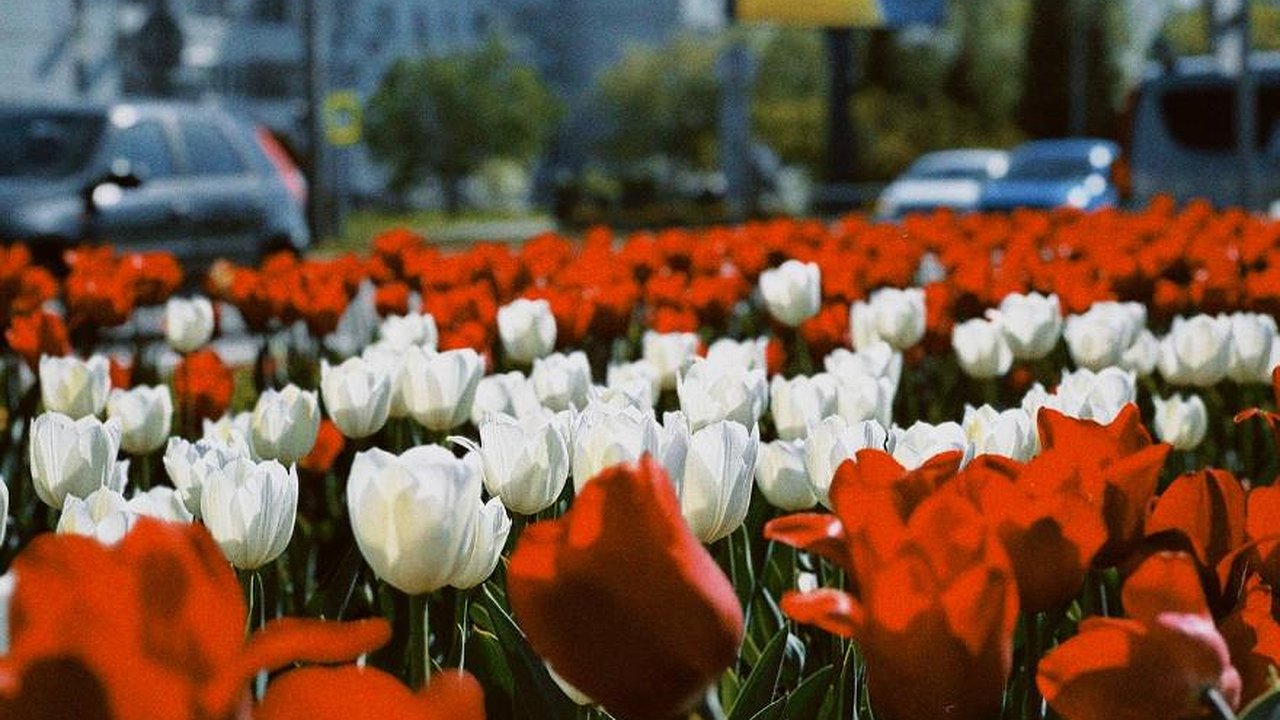 Главная картинка новости: В Челнах высадили 150 тысяч тюльпанов