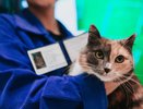 В вуз Альметьевска зачислили кошку и выдали ей студенческий билет