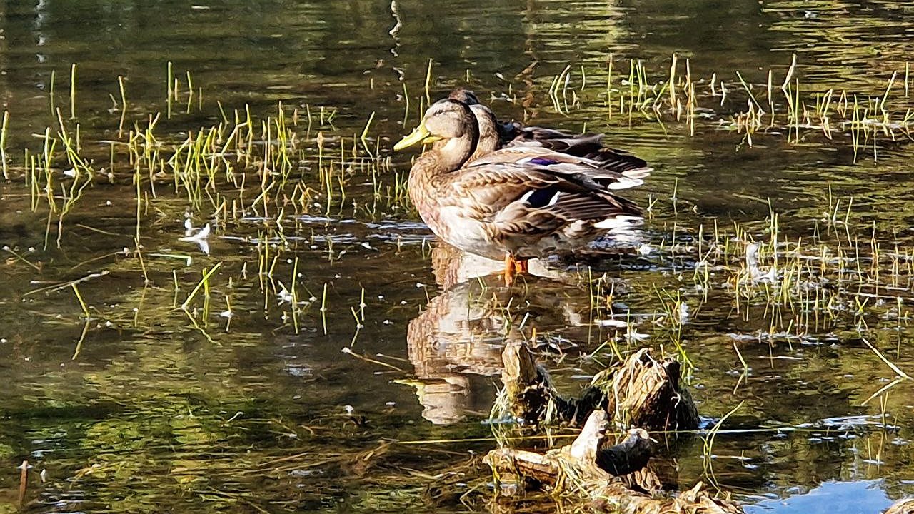 Главная картинка новости: На озеро в парке Прибрежном в Челнах вернулись утки