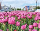 В Челнах высадят более 1 млн цветов