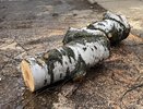 Заслуженный лесовод РФ призвал челнинцев не беспокоиться из-за вырубки деревьев