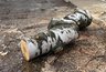 Миниатюра новости: Заслуженный лесовод РФ призвал челнинцев не беспокоиться из-за вырубки деревьев