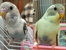 Попугаям из Органного зала Челнов срочно ищут новых хозяев