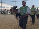 Рустам Минниханов посетил конкурс красоты среди коров (видео)