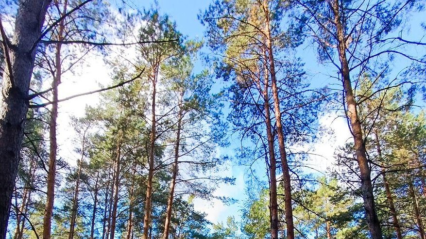 Главная картинка новости: В Татарстане объявили штормовое предупреждение из-за риска пожаров