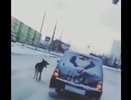 Челнинцы засняли пса, несшегося за авто хозяина