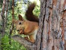 В парке «Семья» в Нижнекамске установили 15 новых домиков для белок