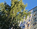Суд взыскал с Исполкома Челнов 94 тыс. рублей за упавшее на автомобиль дерево