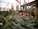 В Челнах начали работать елочные базары
