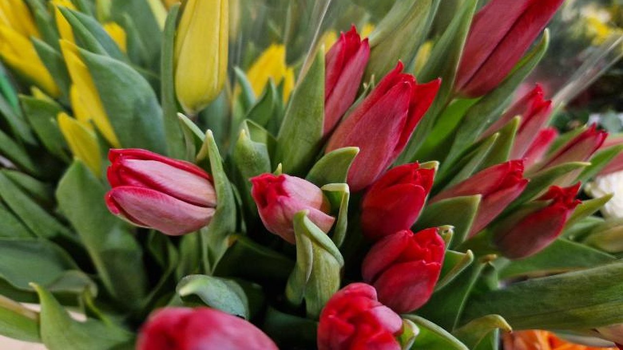 Главная картинка новости: Центробанк предупредил о мошенниках, которые присылают женщинам цветы к 8 Марта