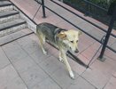 В Альметьевске стая бродячих собак напала на женщину с ребенком