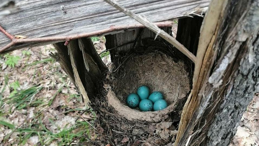 Главная картинка новости: В Татарстане у дроздов-рябинников вылупились птенцы (фото)