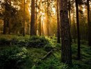 В Татарстане ограничили время пребывания граждан в лесах
