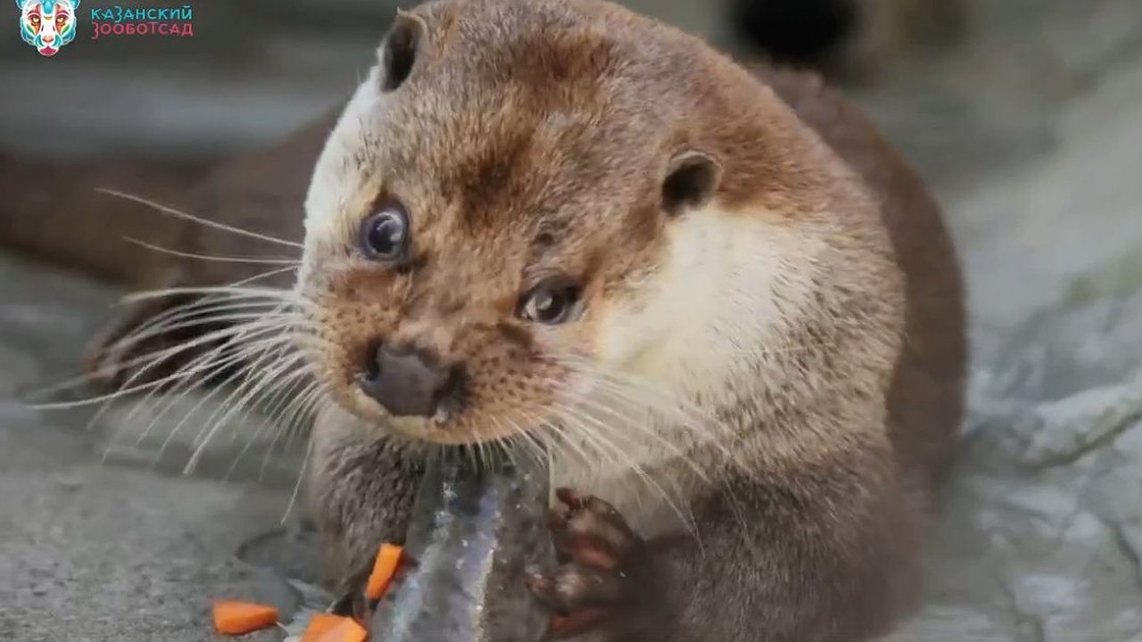 Главная картинка новости: Самец выдры Гоша из зооботсада Казани отметил юбилей – ему подарили рыбный торт (видео)