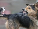 В Татарстане стая диких собак за неделю растерзала 13 коров