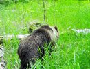В лесах под Елабугой поселился медведь (видео)