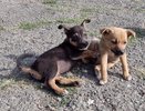 Собачье тело: как в сезон клещей защитить питомца
