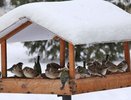 Исполком обратил внимание на жалобу на выброшенные кормушки