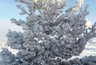 Миниатюра новости: И завтра снежный коллапс?