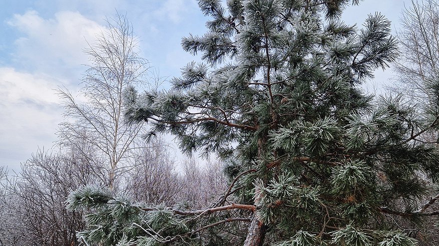 Главная картинка новости: Татарстанцев ждут морозные выходные