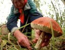 Минсельхоз может начать регулировать сбор ягод и грибов 