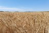 Миниатюра новости: Депутаты предложили вернуть в телеэфир сельский час
