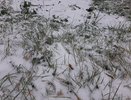 Завтра мокрый снег и ледяной дождь