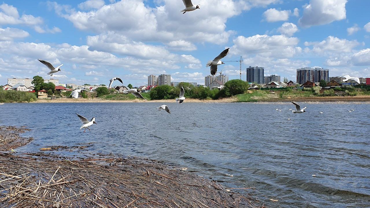 Главная картинка новости: В 2025 году в Челнах расчистят устье реки Мелекески 