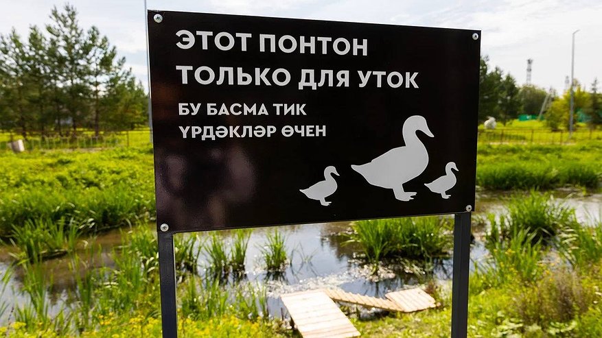 Главная картинка новости: На Каскаде прудов в Альметьевске оборудовали понтон для уток