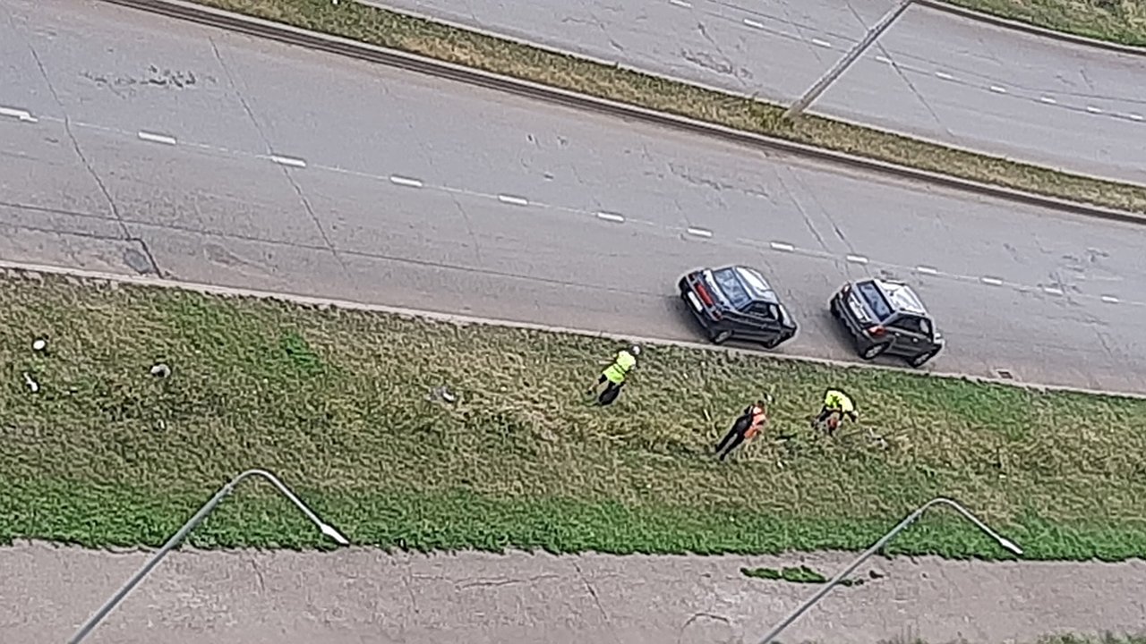 Главная картинка новости: «Посадили деревья… а сегодня их спиливают под корень»