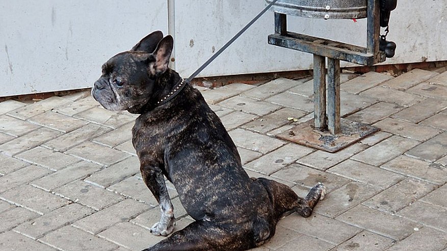 Главная картинка новости: В Татарстане ввели обязательную регистрацию собак