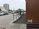 Ребус: в Челнах появились «какие-то непонятные кошки»