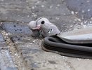 В Татарстане на дороге сбили девочку 14 лет 