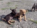 В Челнах женщина пыталась через суд выселить трех собак из квартиры соседей