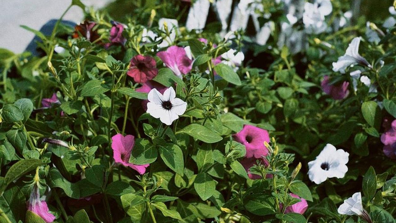 Главная картинка новости: На проспектах Челнов начали устанавливать вазоны с петуниями  (фото)