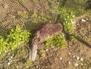 В Татарстане бобер забрел на приусадебный участок и не смог выбраться