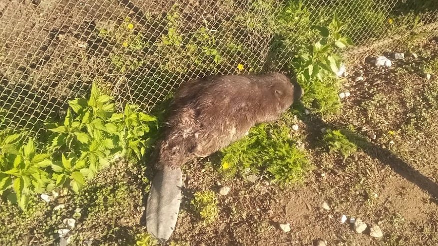 Главная картинка новости: В Татарстане бобер забрел на приусадебный участок и не смог выбраться