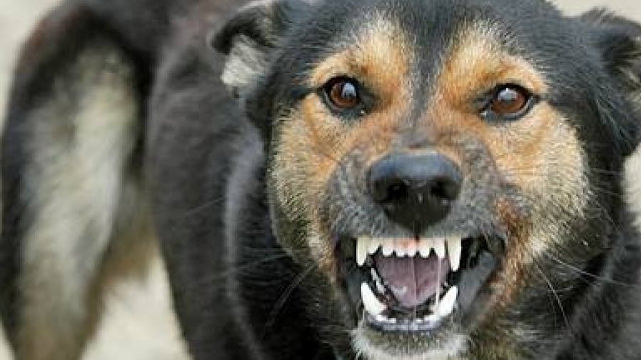 Главная картинка новости: В Татарстане бродячая собака напала на троих детей, которые играли на площадке