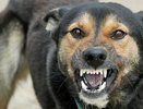 В Татарстане бродячая собака напала на троих детей, которые играли на площадке
