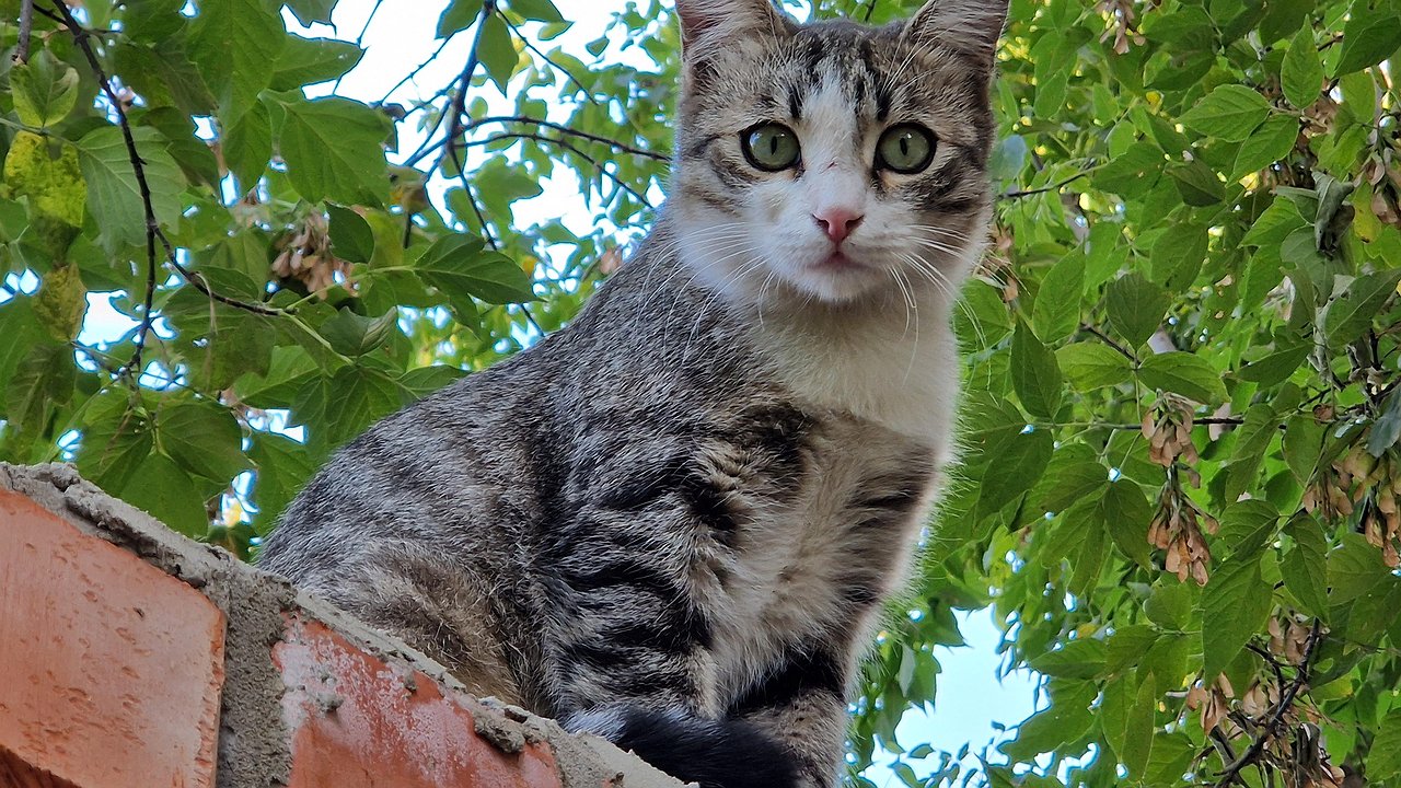 Главная картинка новости: «Бездомным кошкам нужен уход»: IT-компания из Челнов открыла гостиницу для кошек