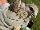 В Татарстане впервые за 50 лет вылупились птенцы сокола-балобана